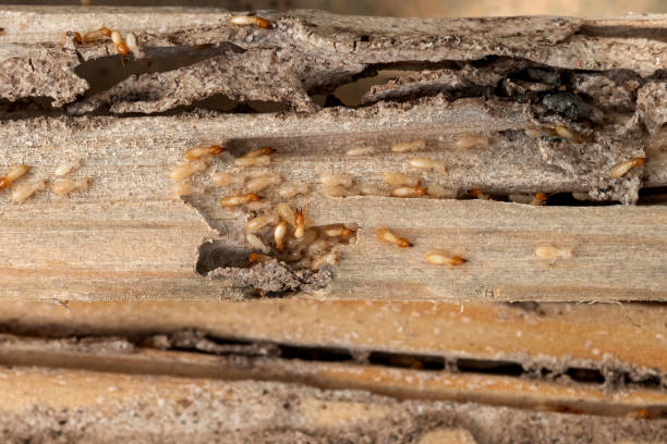 Best Local Pest Control Services  in Enoch, UT